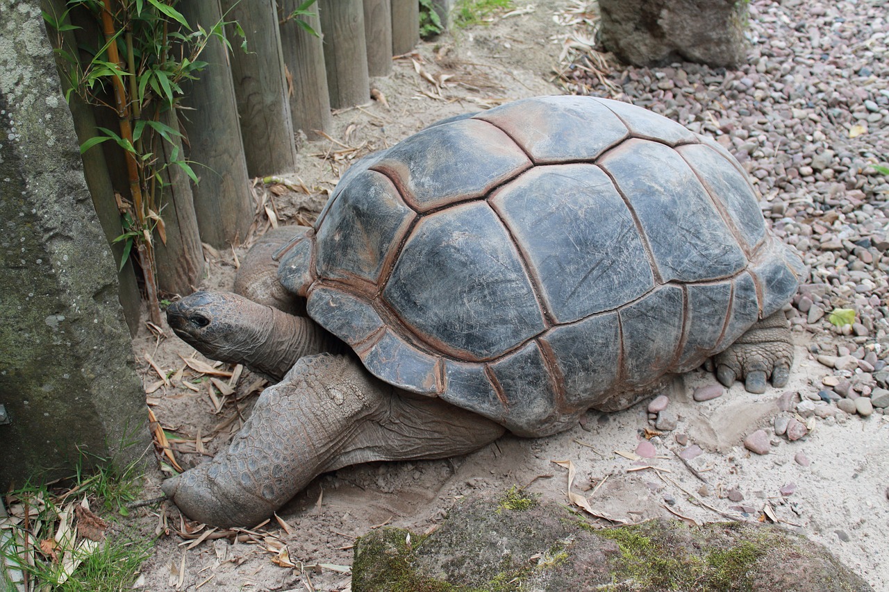 turtle reptile nature free photo