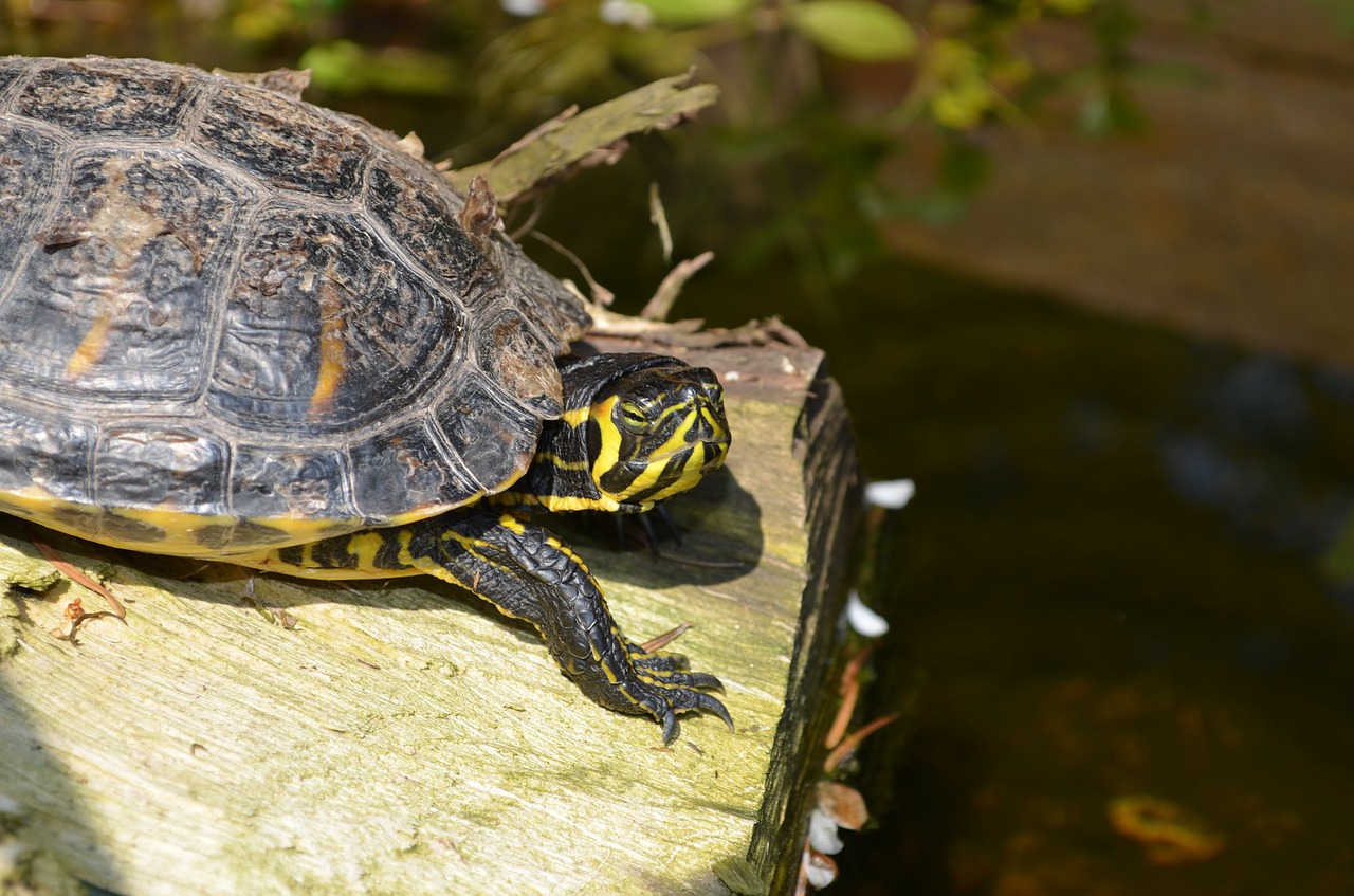 turtle reptile water turtle free photo