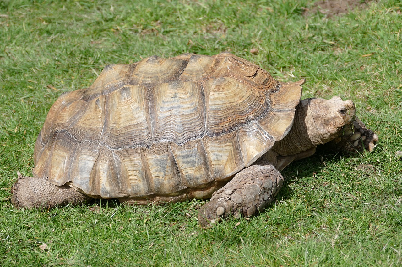turtle  tortoise  reptile free photo