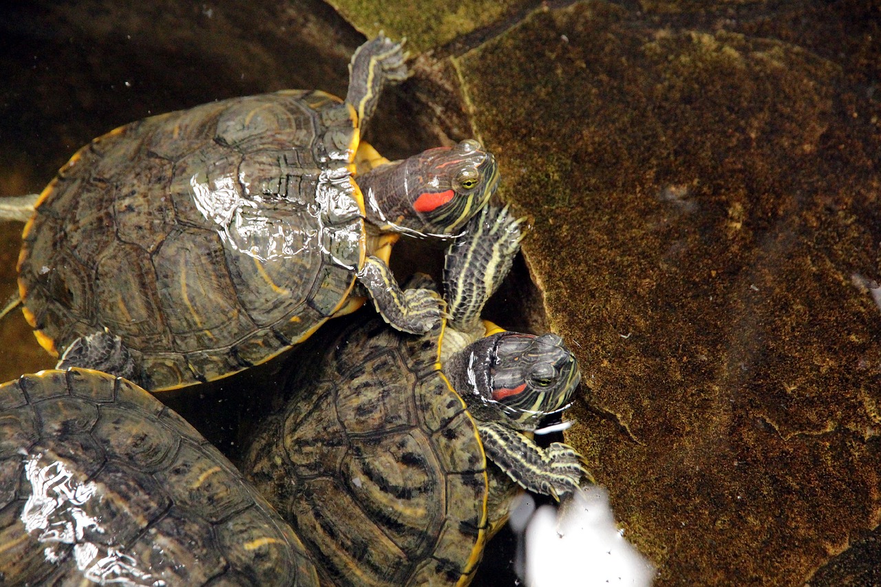 turtle  trachemys scripta  the red-eared terrapins free photo