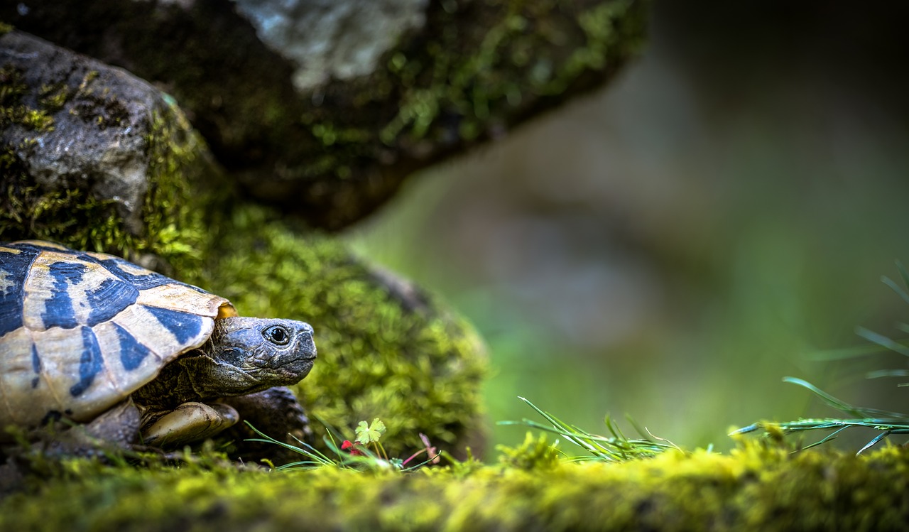 turtle  landscape  nature free photo