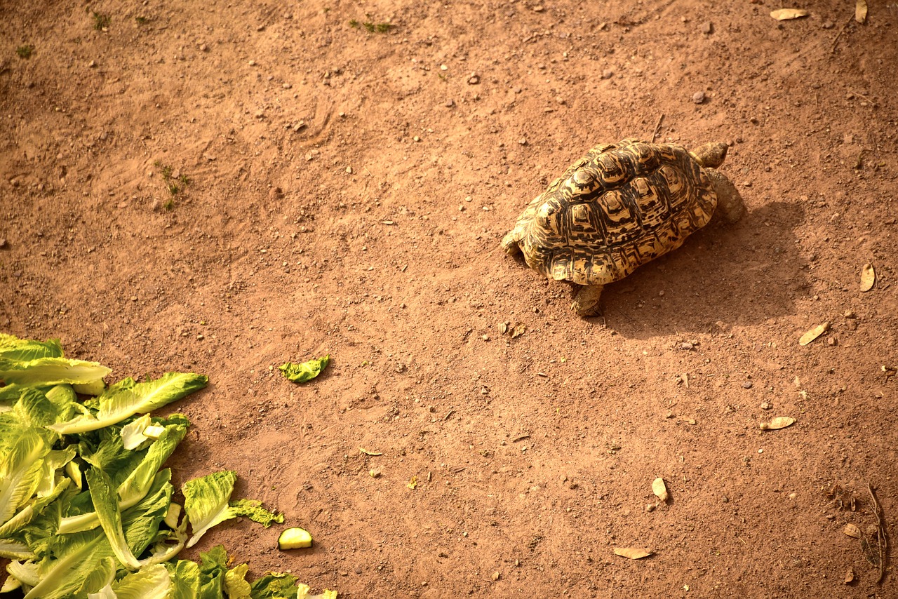 turtle  nature  soil free photo