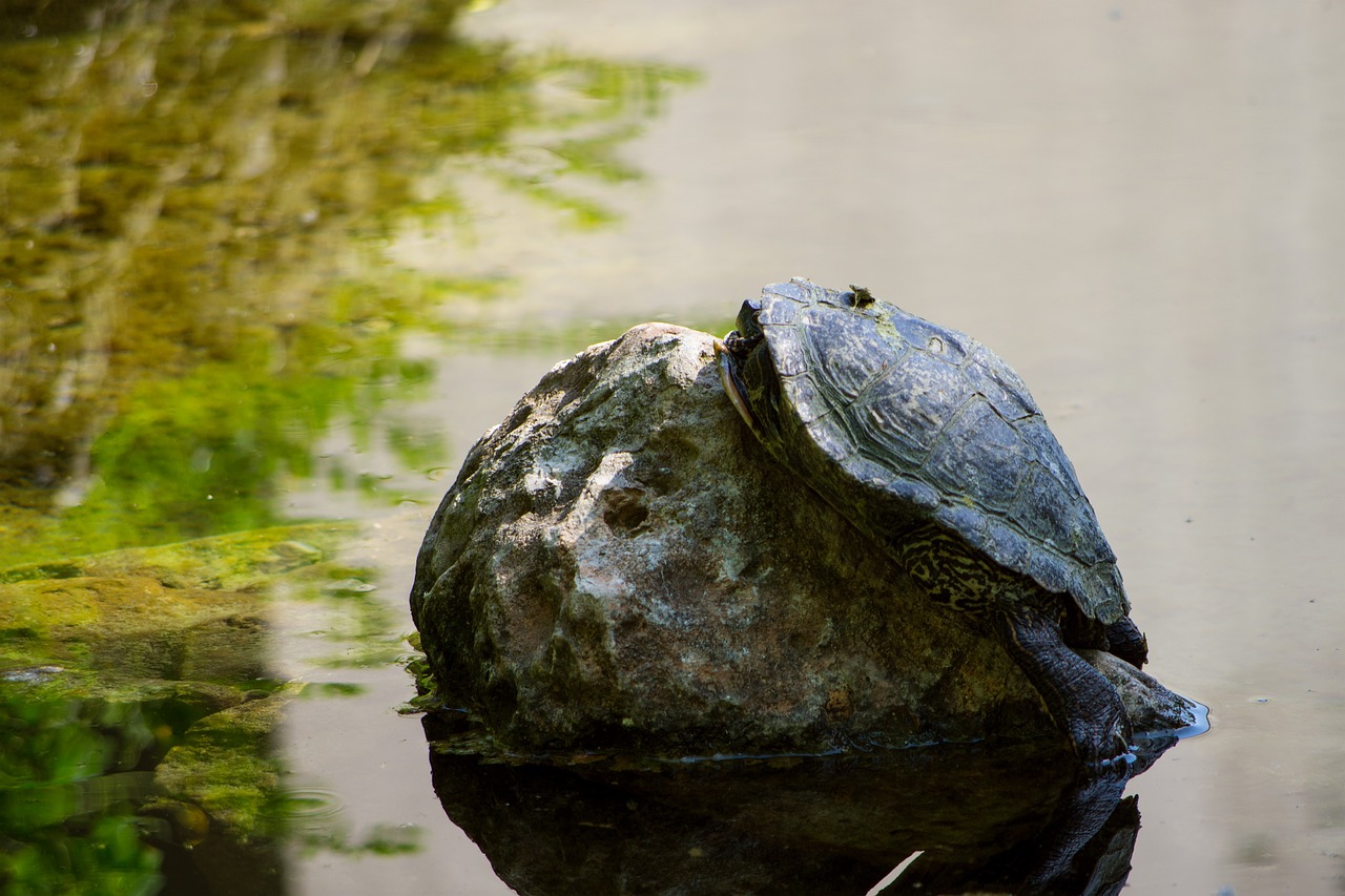 turtle  pond  lake free photo