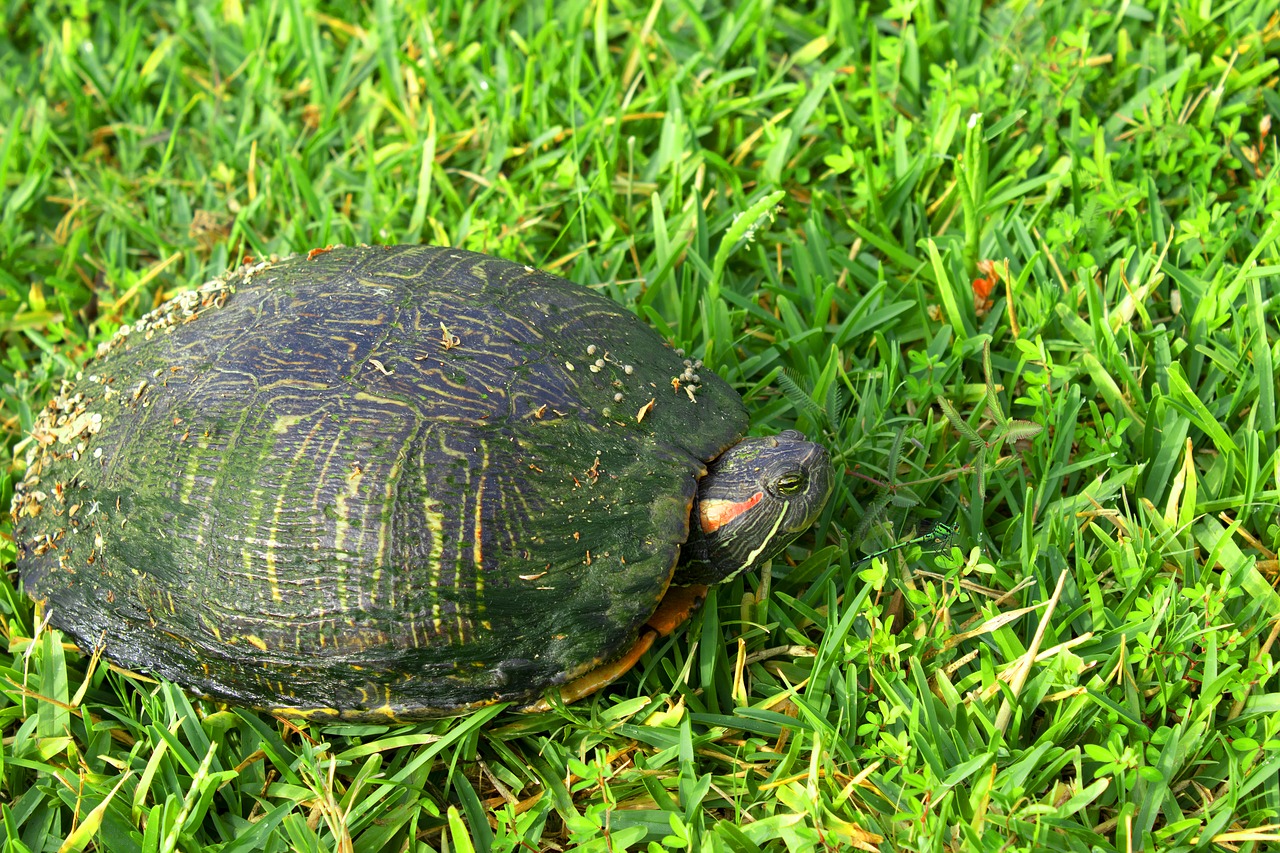 turtle  dragonfly  green free photo