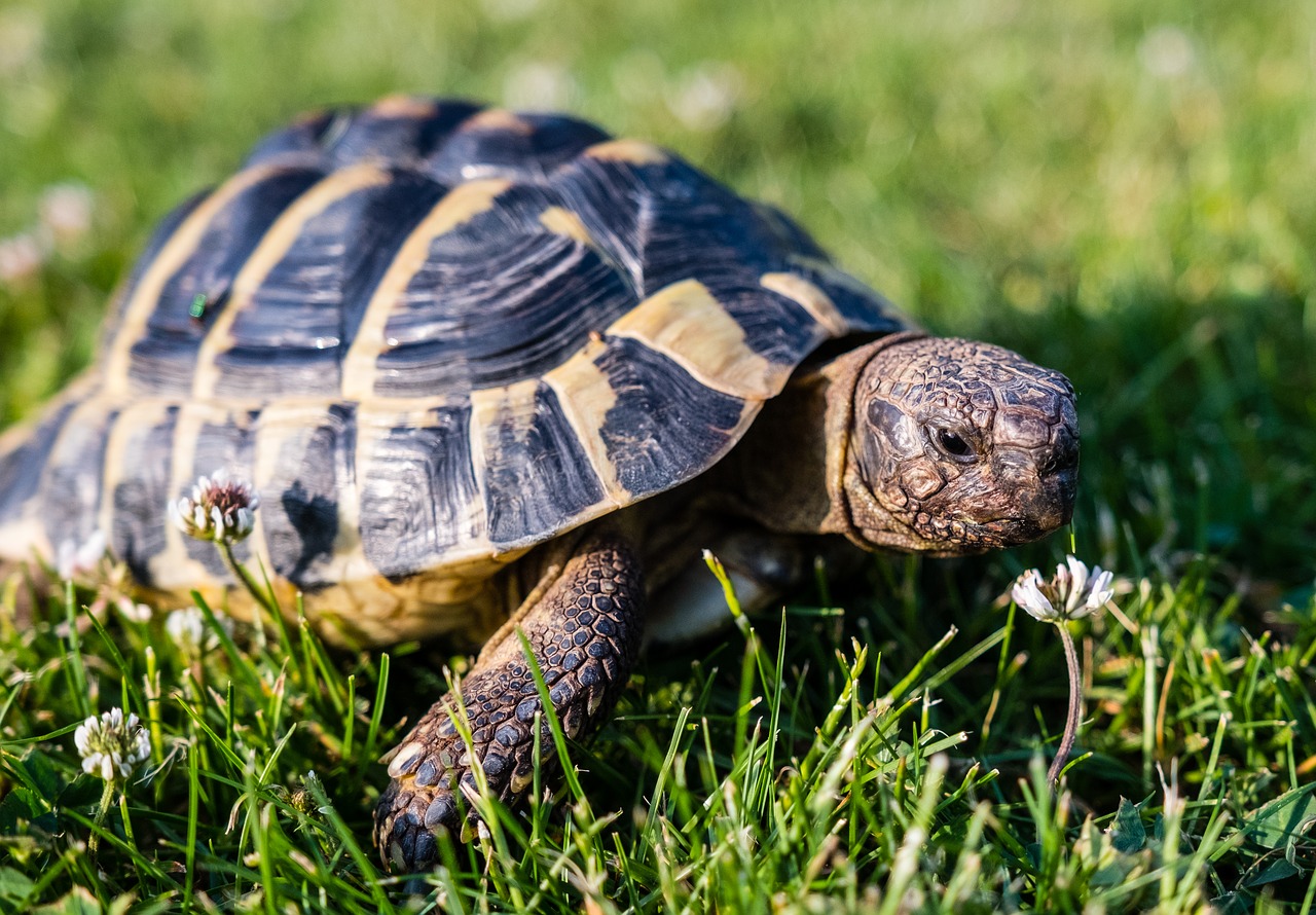 turtle  greek tortoise  reptile free photo