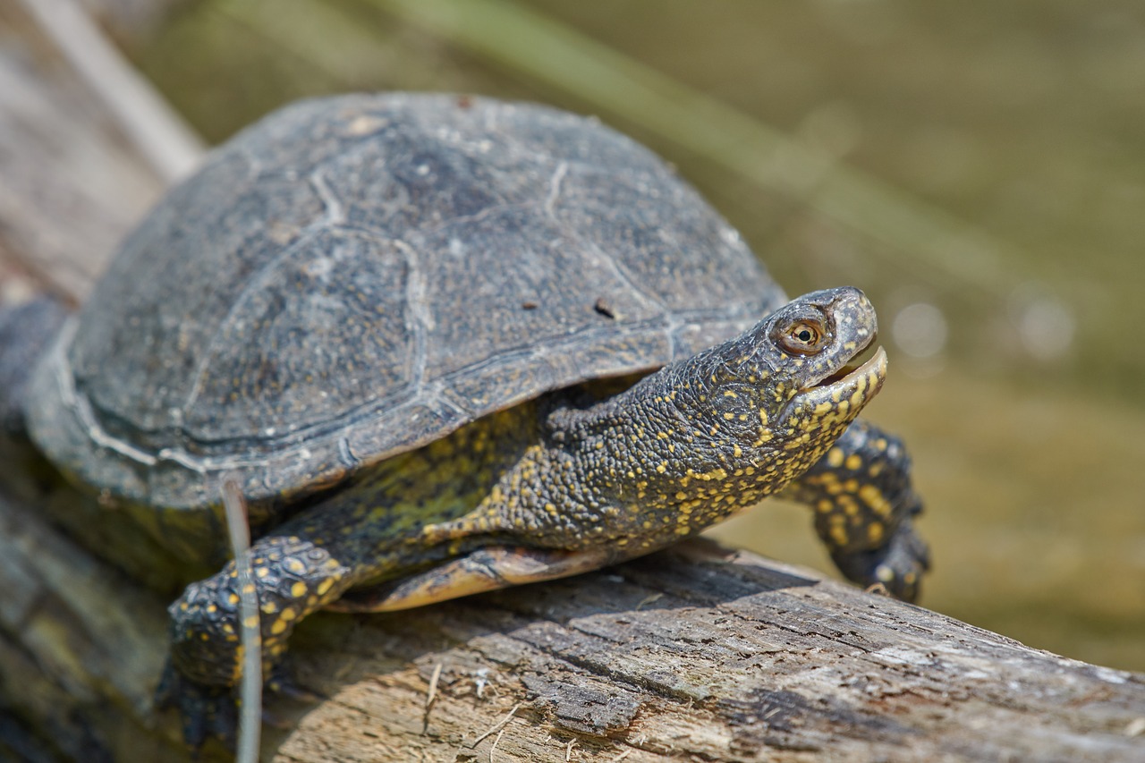 turtle  water  water turtle free photo