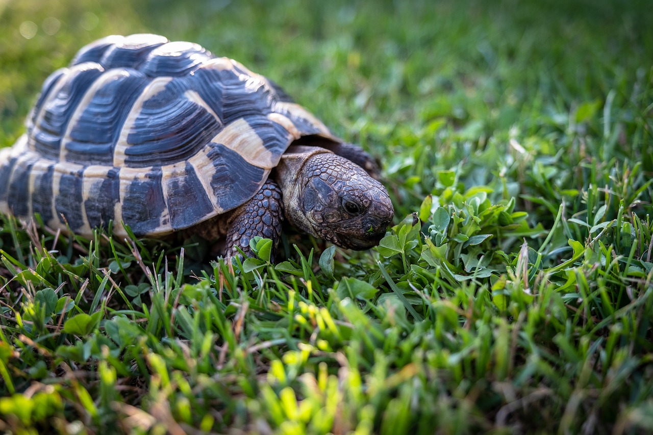 turtle  greek tortoise  eat free photo