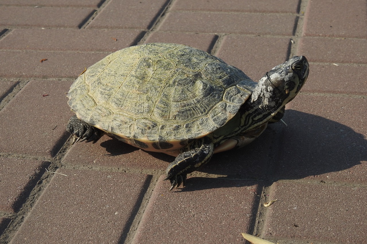 turtle  shell  nature free photo