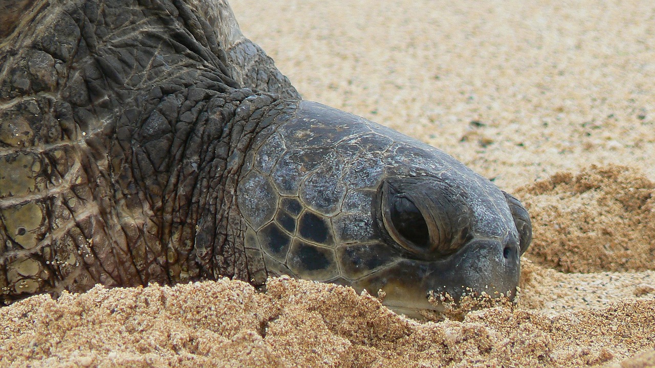 turtle  beach  sea turtle free photo