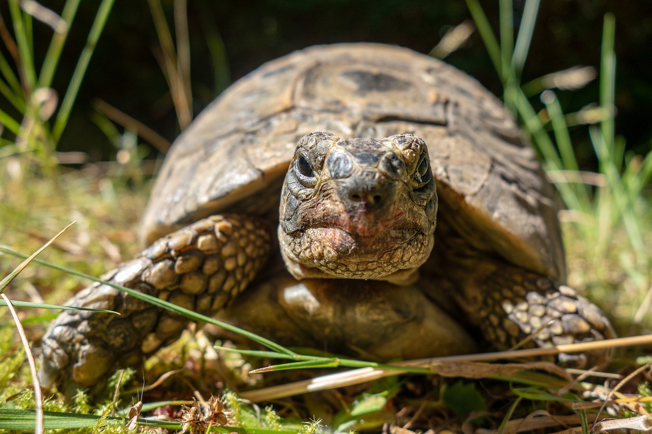 turtle  carapace  portrait free photo