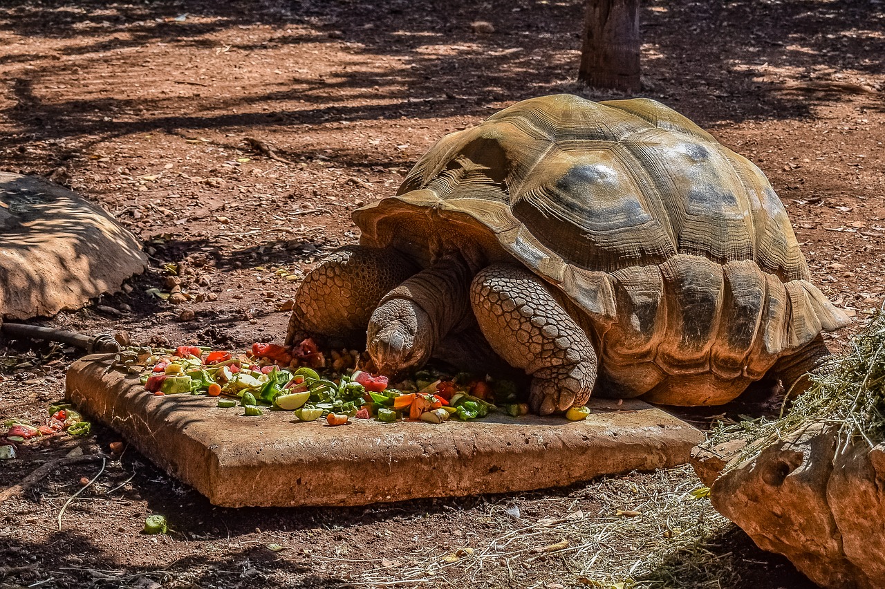 turtle  giant  reptile free photo