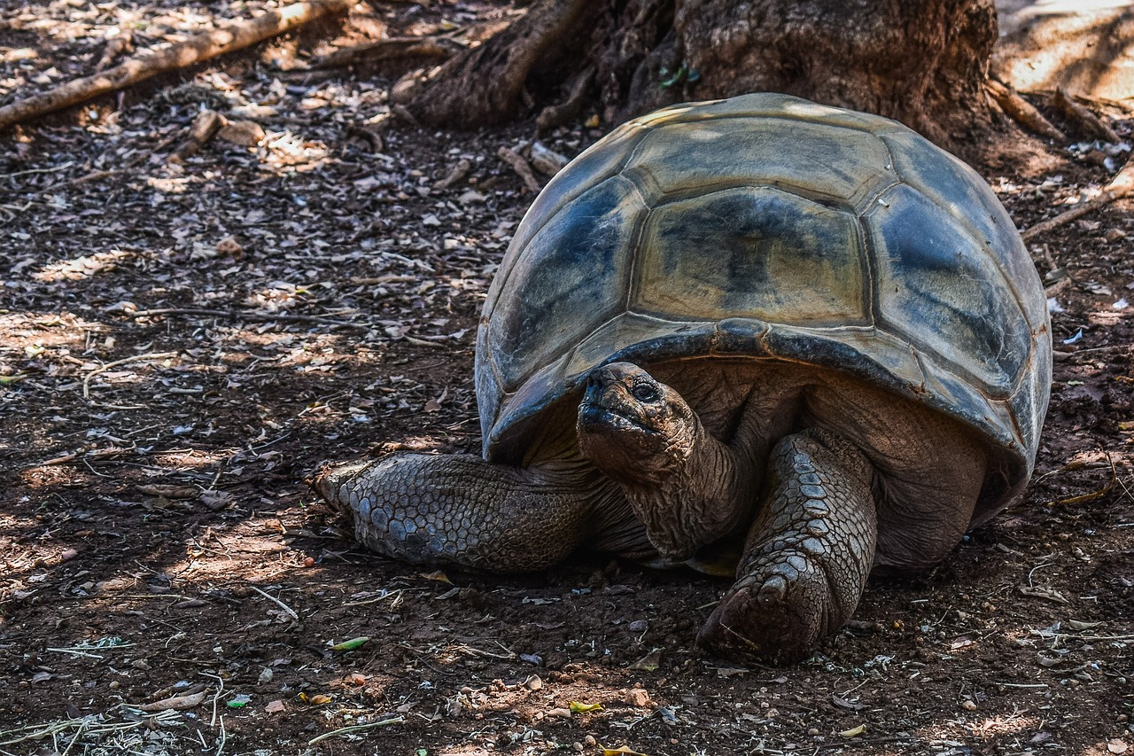 turtle  giant  reptile free photo