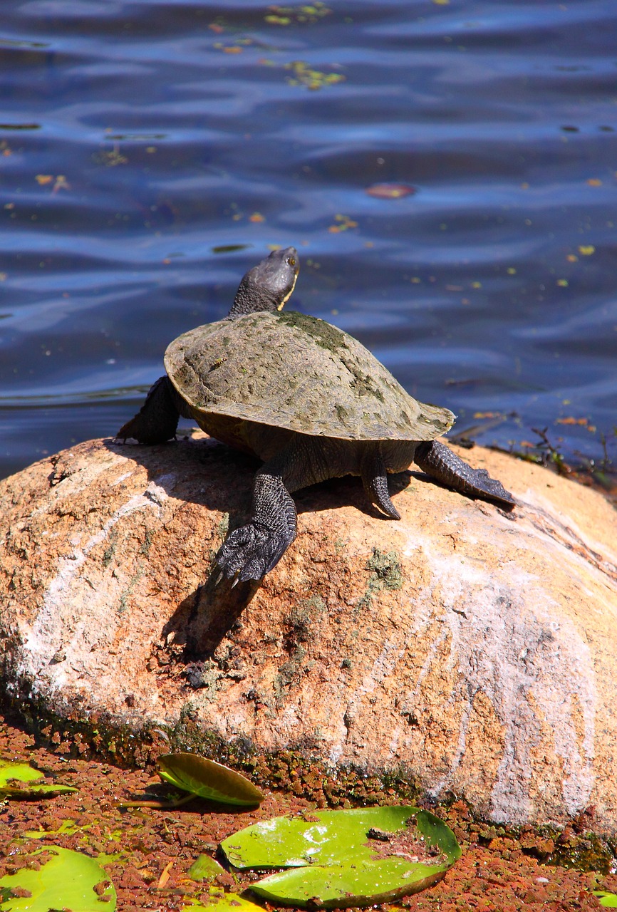 turtle  rock  animal free photo