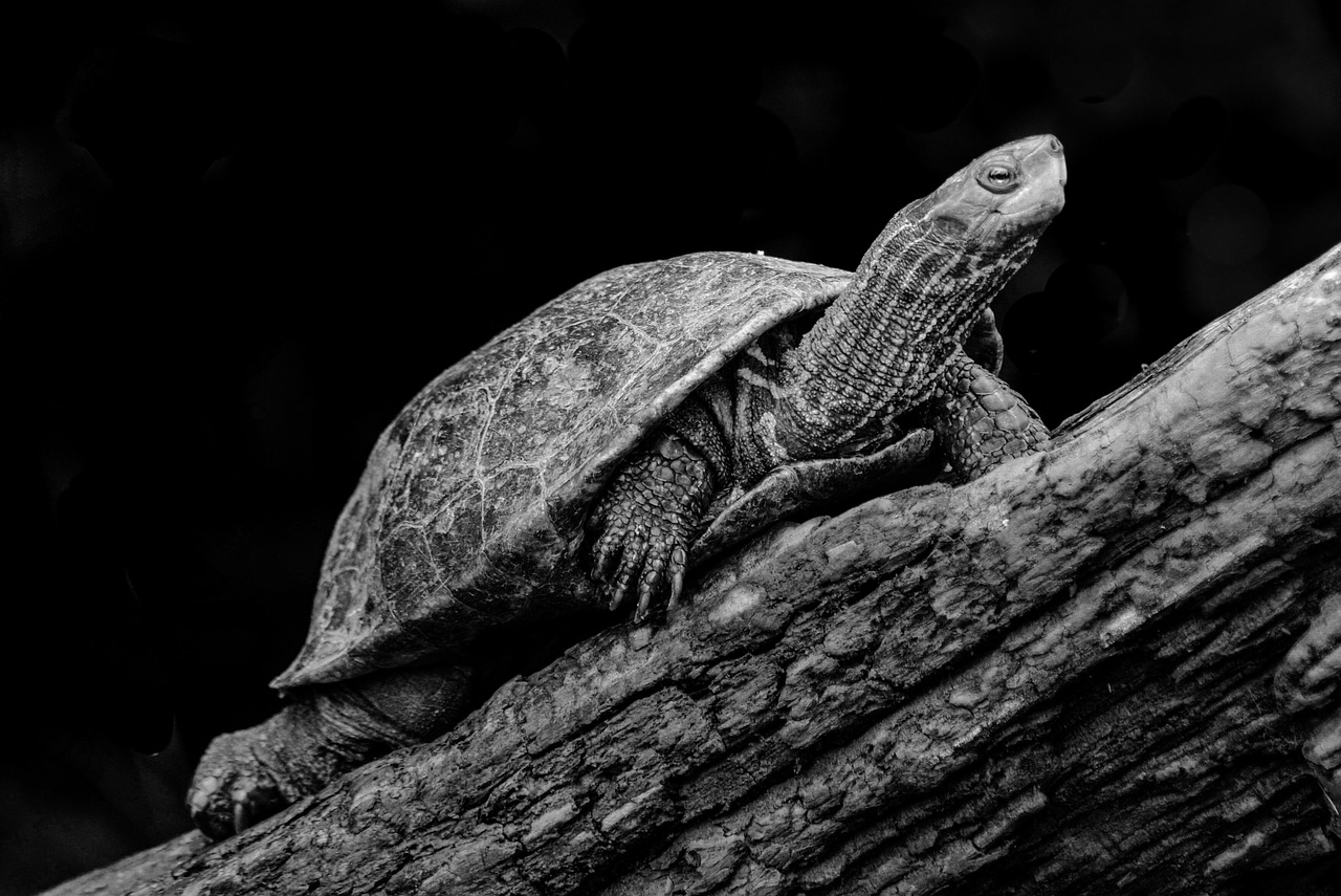 turtle  nature  animal free photo