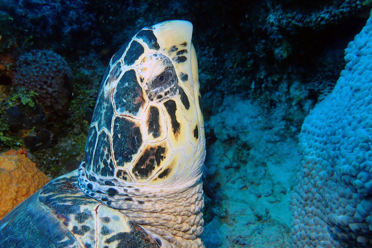 turtle  head  underwater free photo