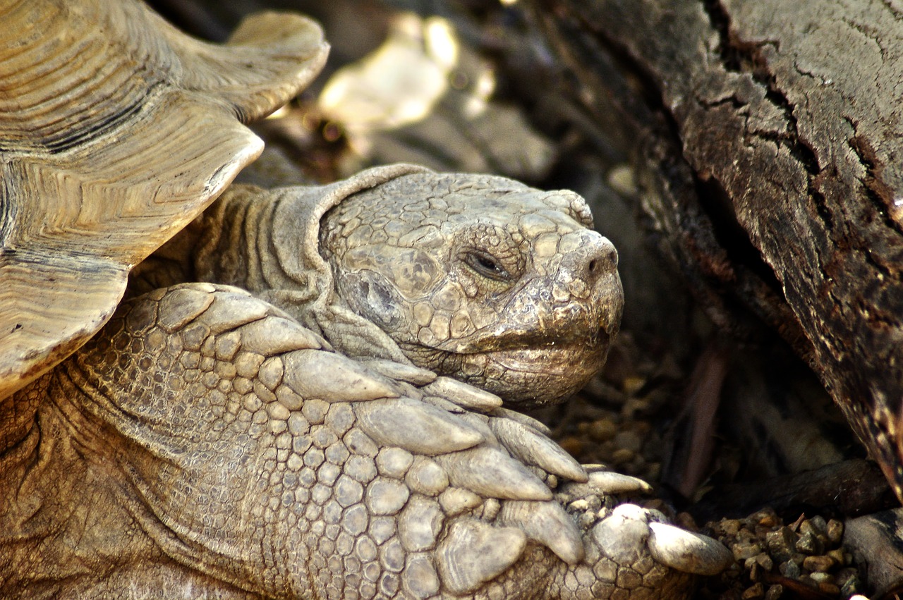 turtle  giant turtle  turtles of the galapagos free photo