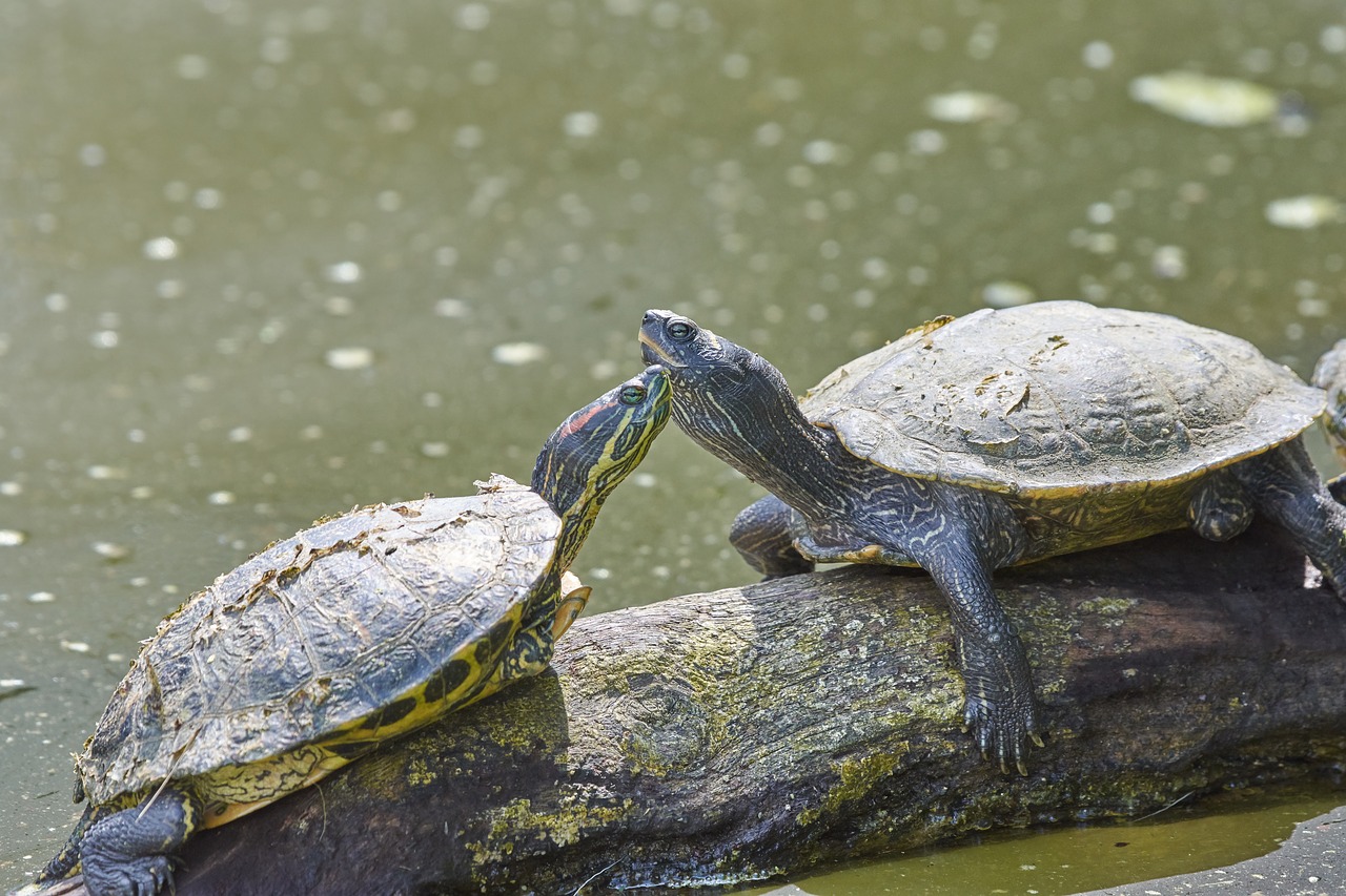 turtle  water  pair free photo