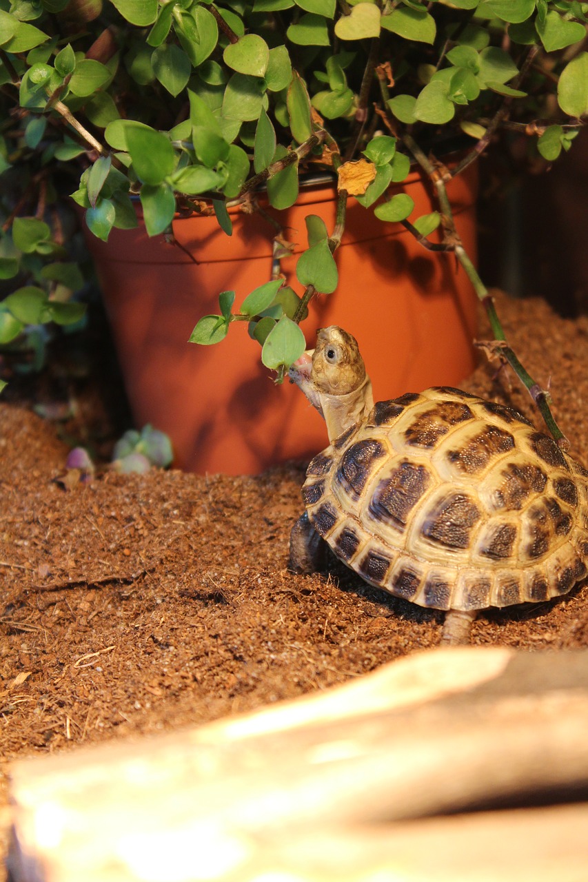 turtle  baby  animal free photo