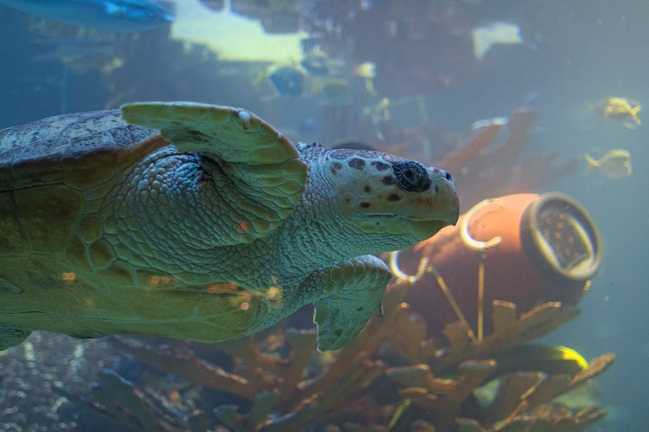 turtle  fish  aquarium free photo