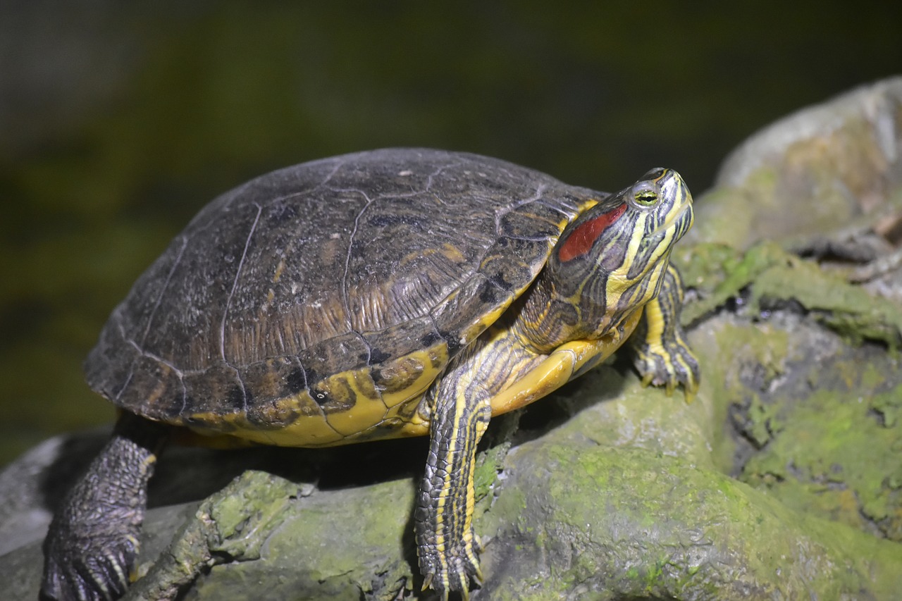 turtle  yellow  zoo free photo