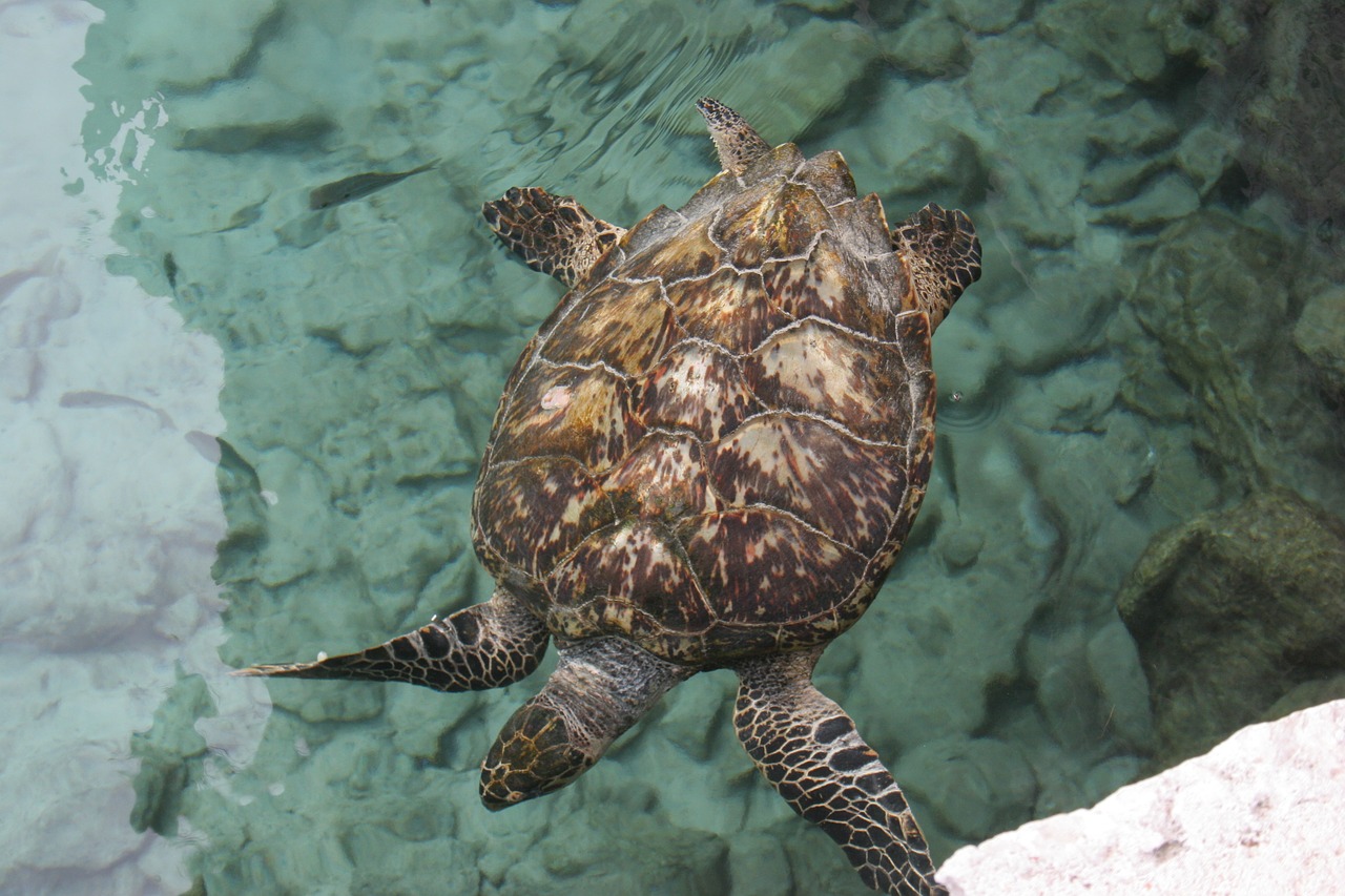 turtle  sea turtle  ocean animal free photo