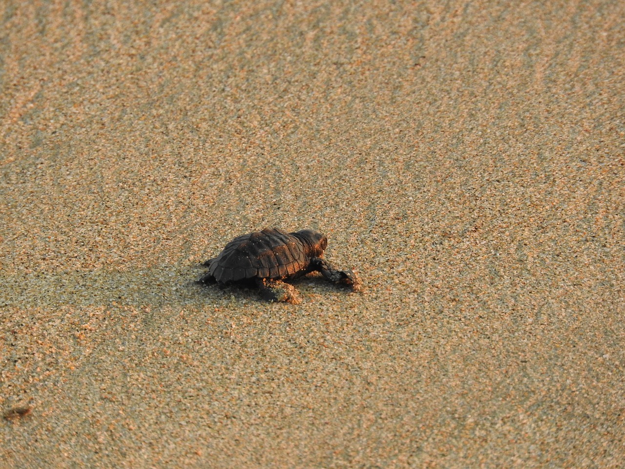 turtle  sand  sea free photo