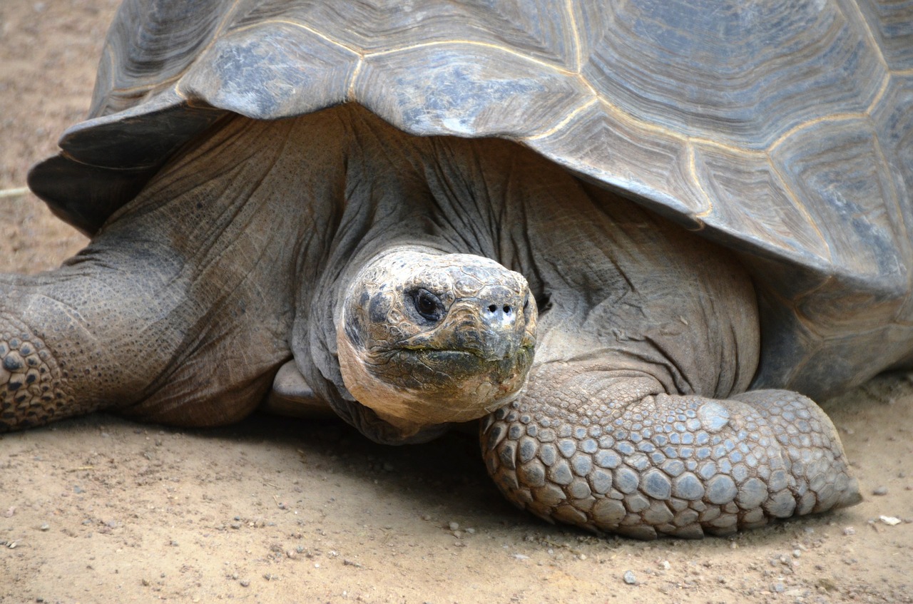 turtle animal slowly free photo