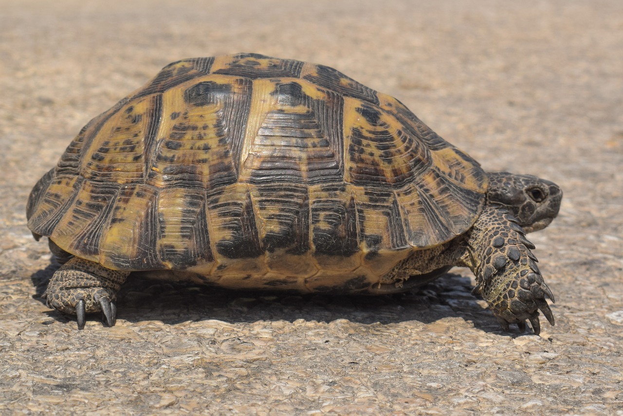 turtle  reptile  animal free photo