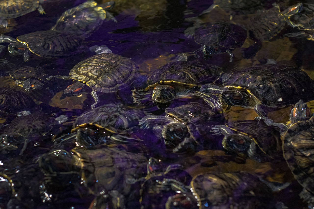 turtle  tortoise  water free photo