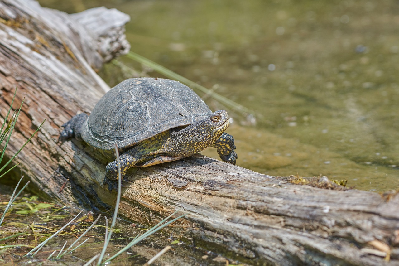 turtle  tribe  water free photo