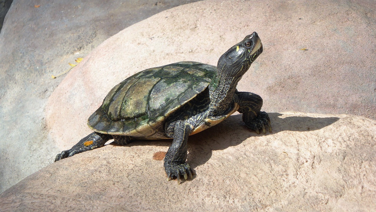 turtle  reptile  animal free photo