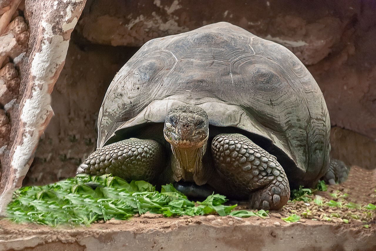 turtle  reptile  carapace free photo