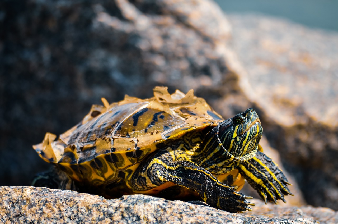 turtle  summer  sun free photo