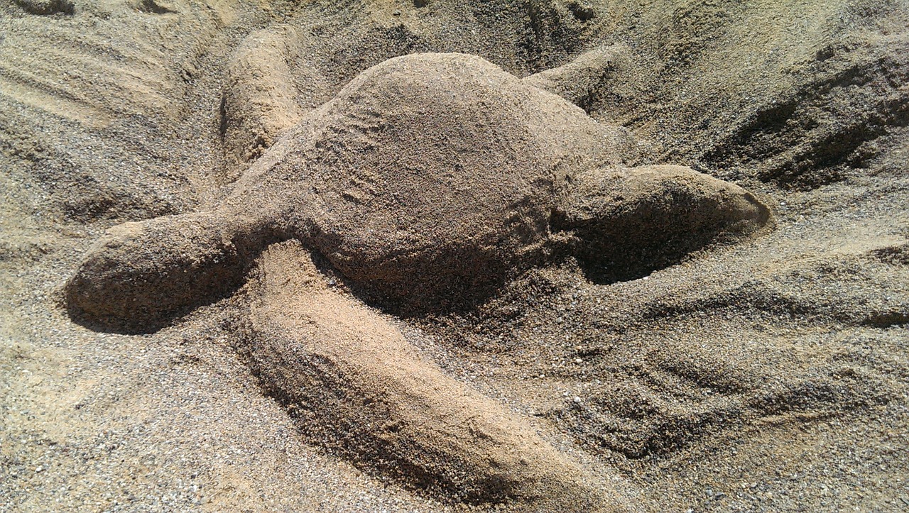 turtle sand sand sculptures free photo