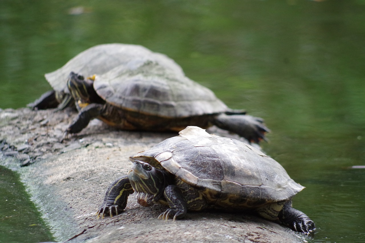 turtle  water  aquatic animal free photo