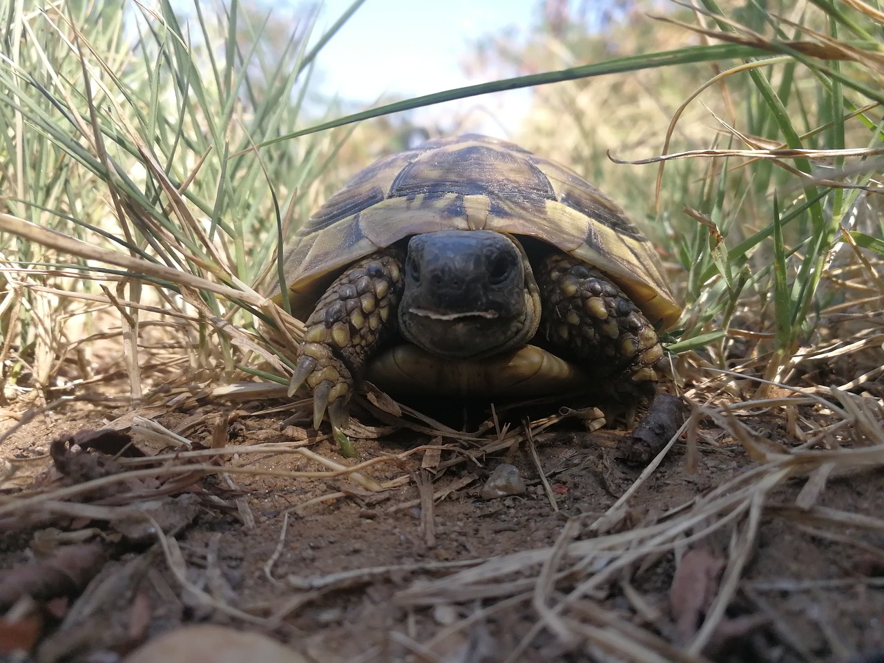 turtle  tortoise  turtles free photo