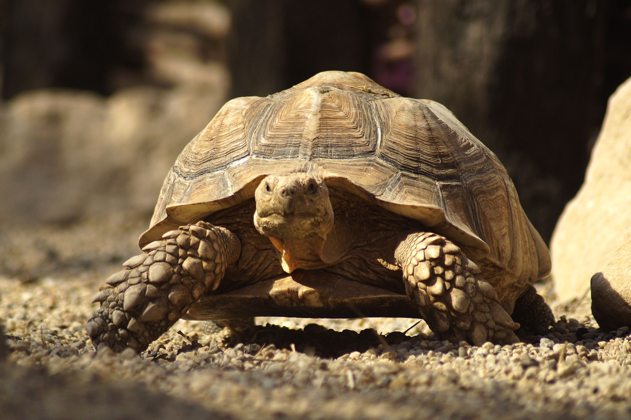 turtle  giant tortoise  carapace free photo