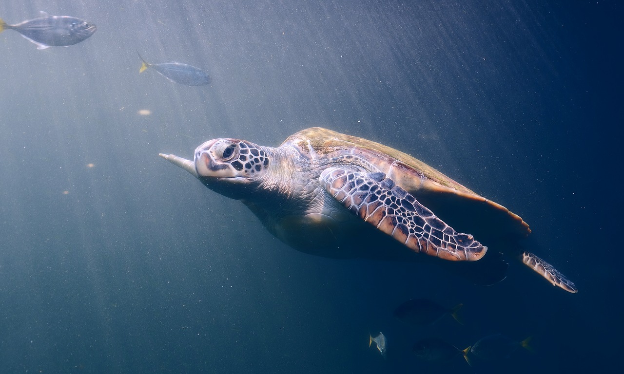 turtle  sea turtle  sea free photo