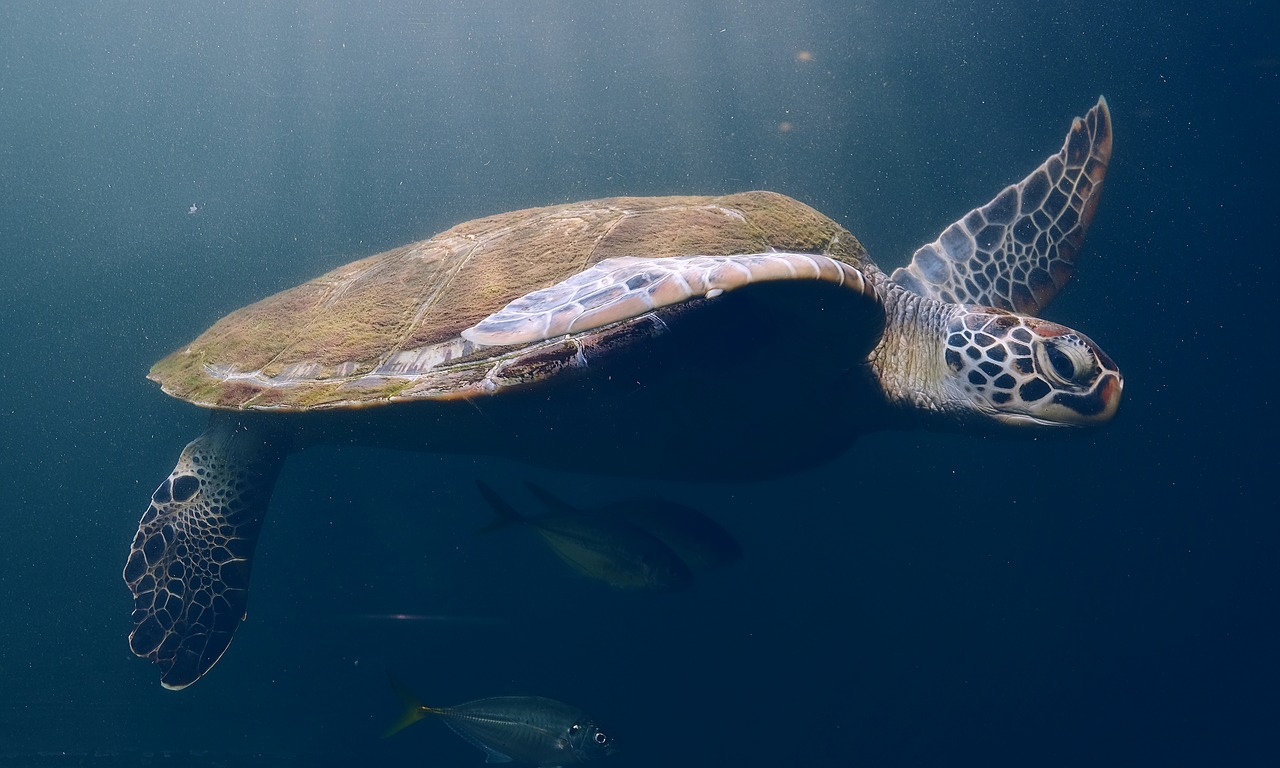 turtle  animals  water free photo