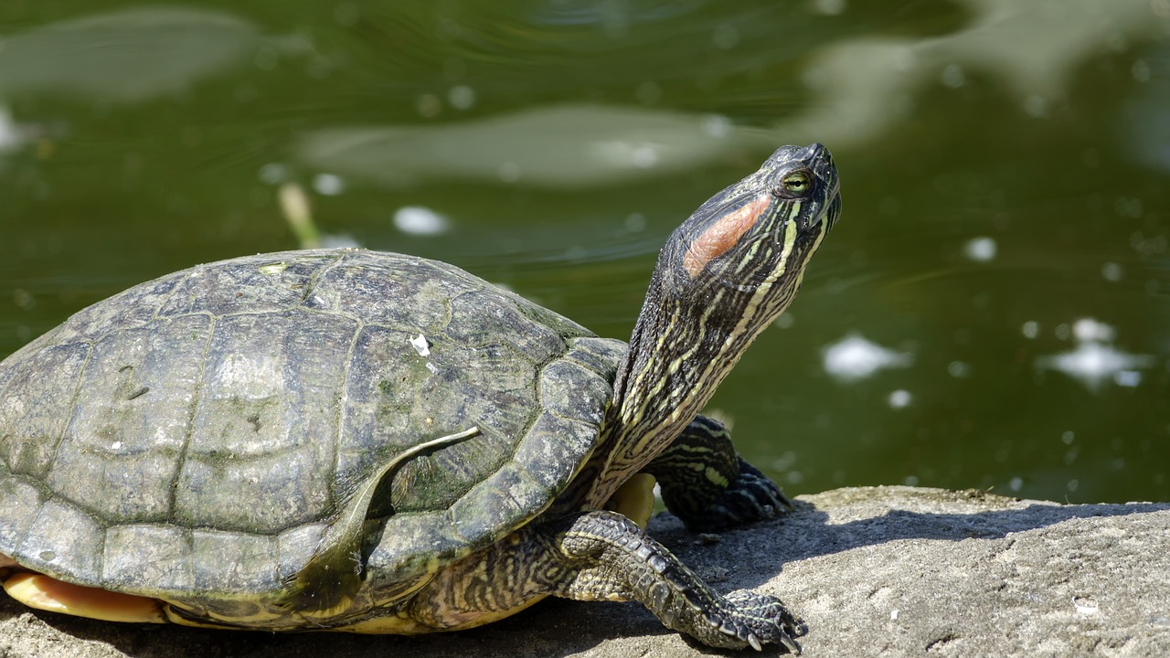 turtle  warms  sun free photo