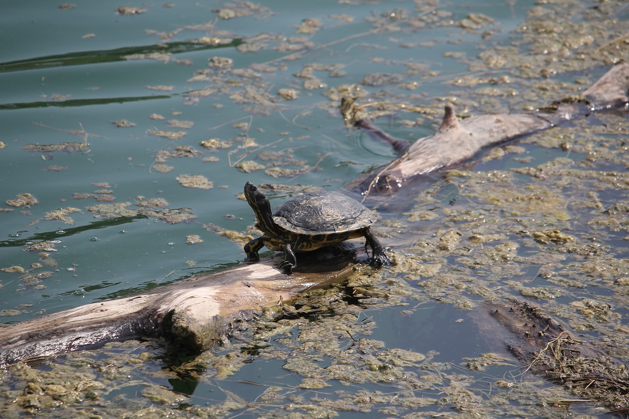 turtle  swamp  nature free photo