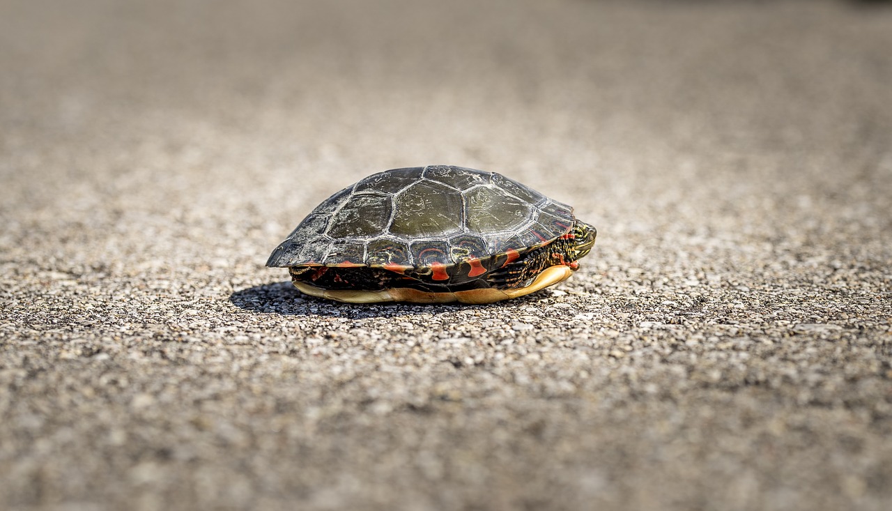 turtle  aquatic  animal free photo