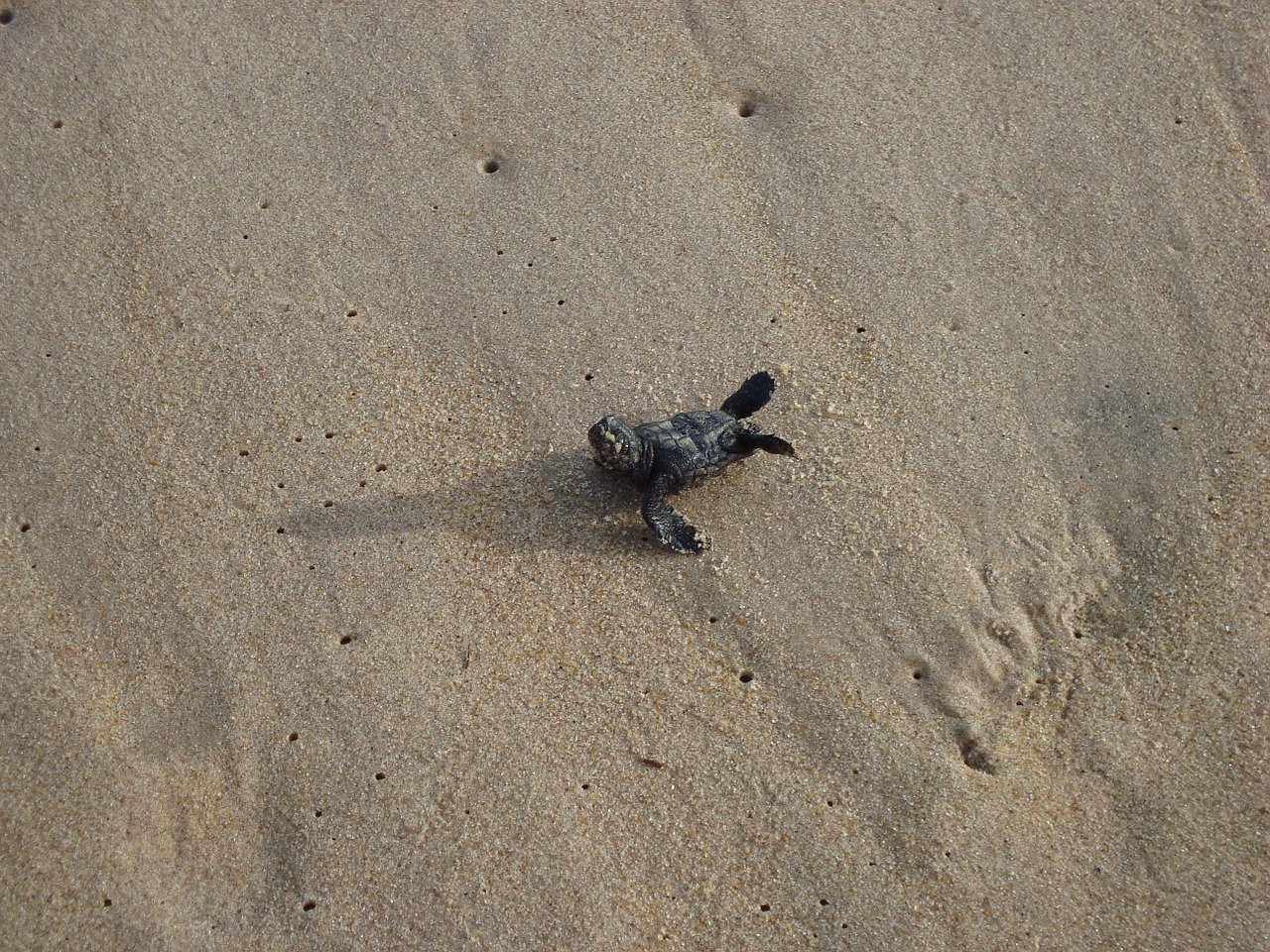 turtle baby sand free photo