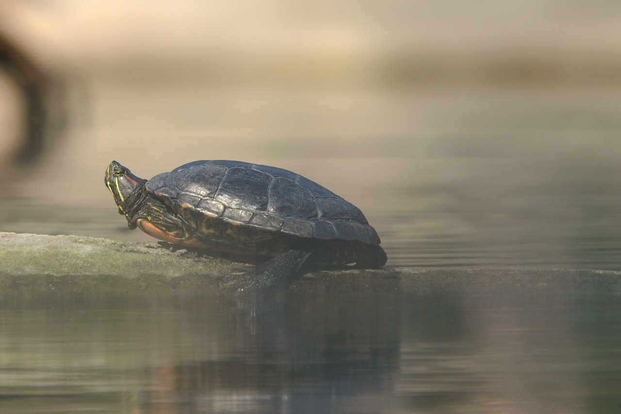 turtle  animals  animal free photo