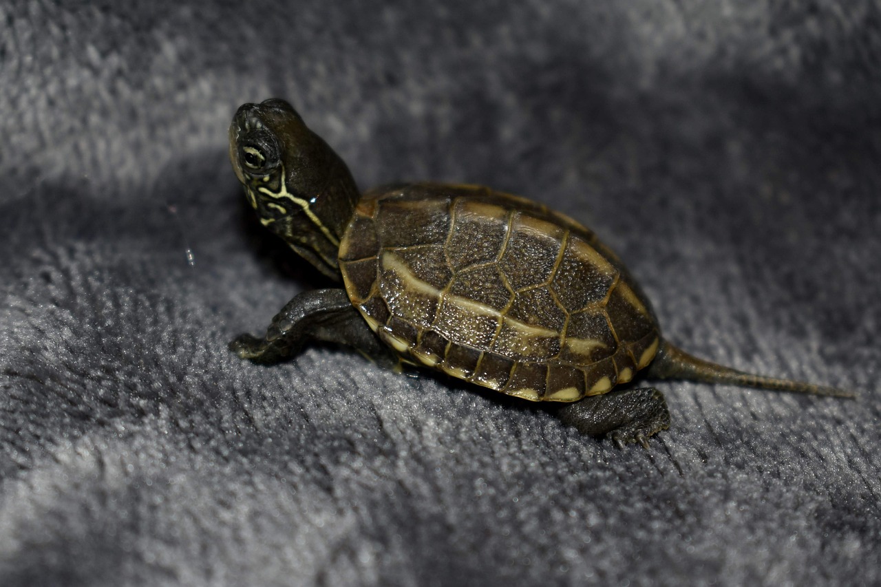 turtle  homemade animal  aquatic free photo