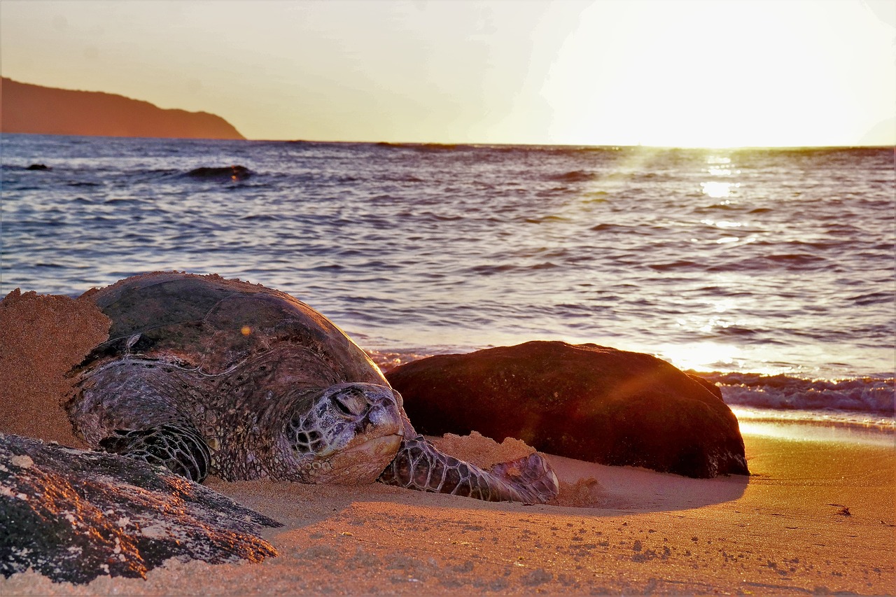 turtle  sea  hawaii free photo