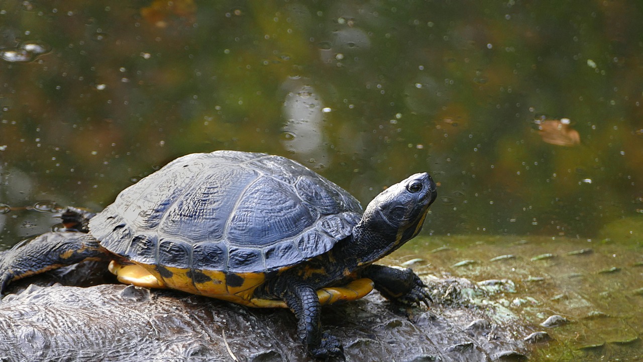 turtle  slow  shell free photo