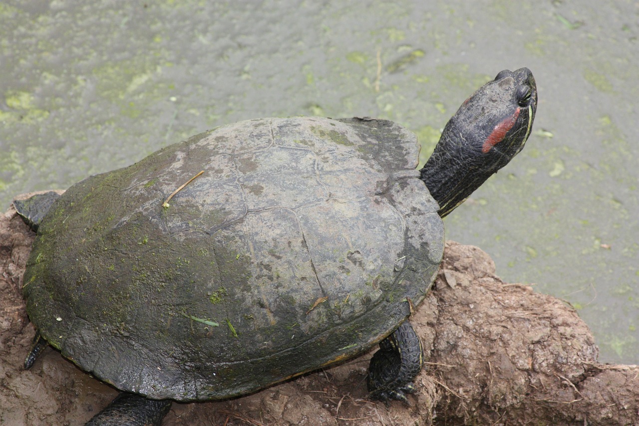 turtle tortoise reptile free photo