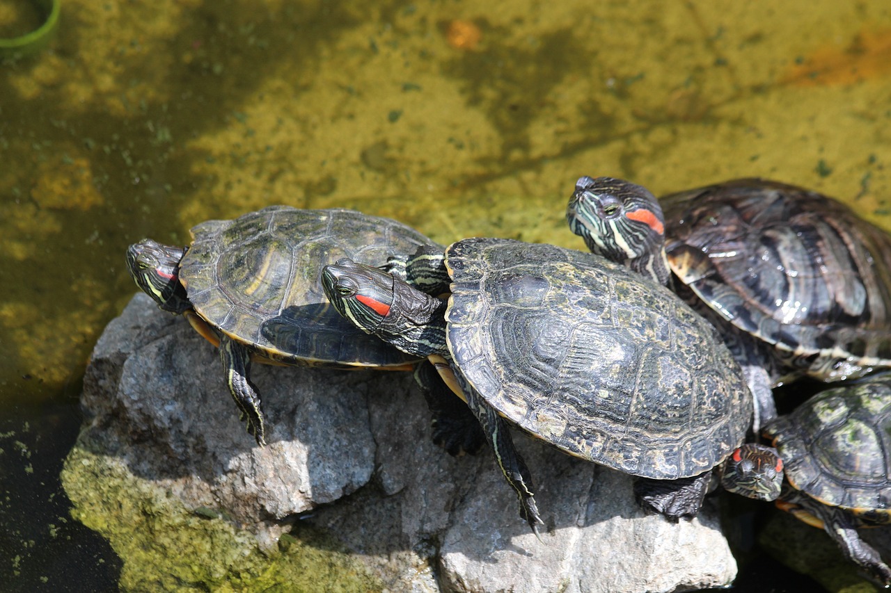 turtle  the red-eared terrapins  nature free photo
