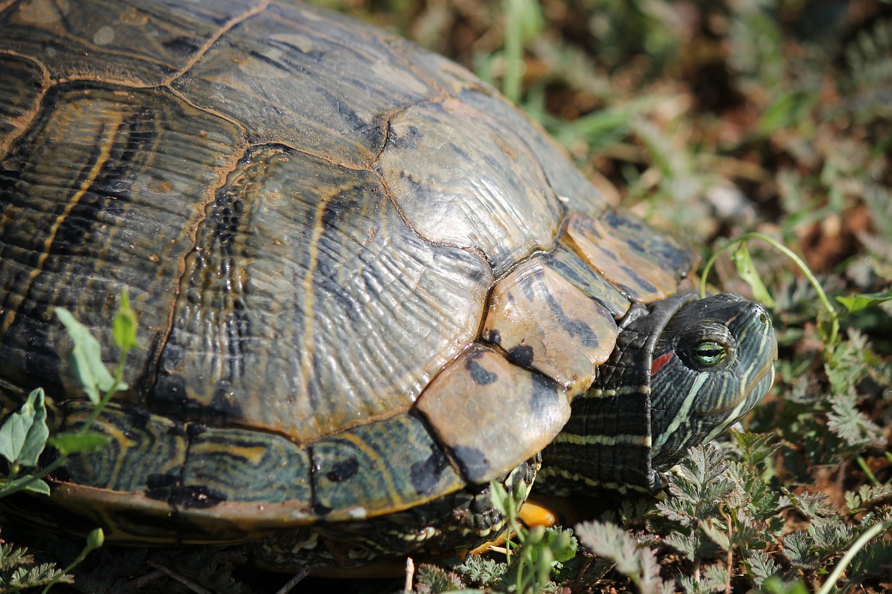 turtle tortoise reptile free photo